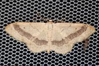 Idaea aversata