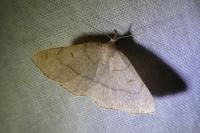 Paracolax tristalis