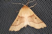 Crocallis elinguaria