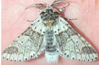 Furcula furcula