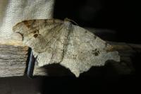 Macaria alternata