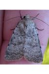 Hoplodrina respersa