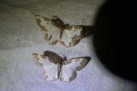 Lomaspilis marginata