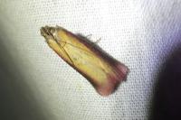 Oncocera semirubella