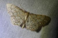 Idaea moniliata