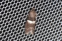 Elegia similella/atrifasciella