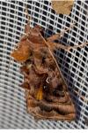 Autographa pulchrina