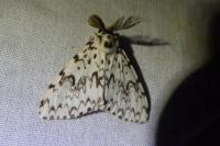 Lymantria monacha