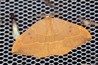 Watsonalla binaria