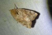Cosmia trapezina