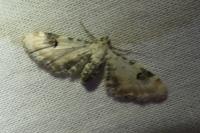 Eupithecia centaureata