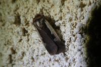 Ochropleura plecta