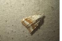 Meganola albula