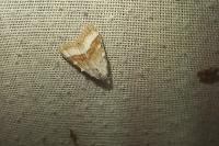 Meganola albula
