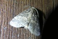 Gluphisia crenata
