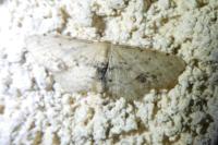 Idaea dimidiata