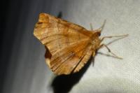Selenia dentaria