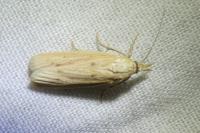 Ematheudes punctella