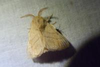 Malacosoma neustria