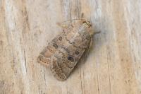 Hoplodrina octogenaria