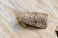 Hoplodrina octogenaria