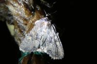 Mesapamea secalella/secalis