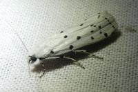 Myelois circumvoluta