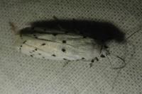 Myelois circumvoluta