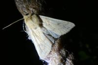 Mythimna vitellina