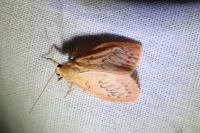Miltochrista miniata