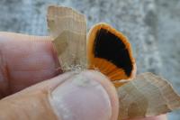 Noctua tirrenica