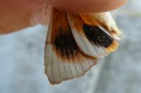 Noctua tirrenica