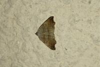 Laspeyria flexula