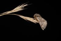 Thaumetopoea pityocampa
