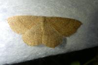 Cyclophora ruficiliaria