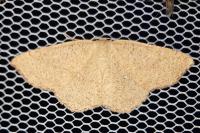 Cyclophora ruficiliaria