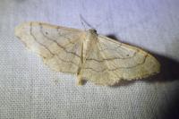 Idaea aversata
