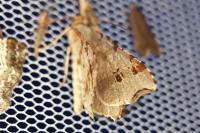 Macaria alternata