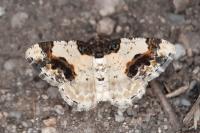 Ligdia adustata
