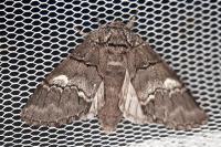 Drymonia querna