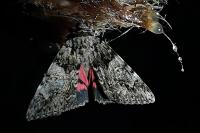 Catocala promissa