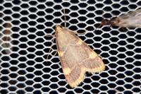 Hypsopygia costalis
