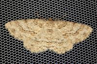 Ectropis crepuscularia