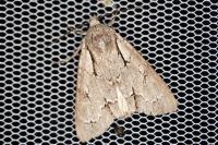 Acronicta psi/tridens