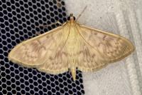 Patania ruralis