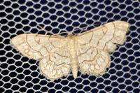 Idaea moniliata