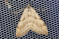 Aplocera