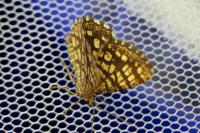 Chiasmia clathrata
