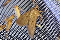 Agrotis clavis clavis