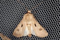 Agrotis exclamationis exclamationis